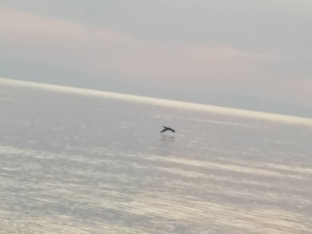 Dark Flying Sea-Bird, Sunrise & Beautiful Rock!