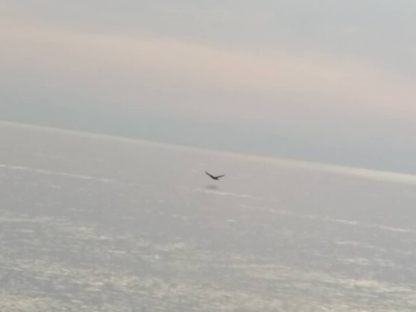 Dark Flying Sea-Bird, Sunrise & Beautiful Rock!