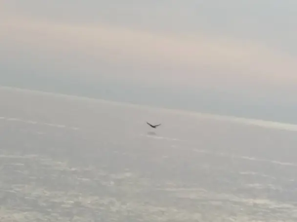 Dark Flying Sea-Bird, Sunrise & Beautiful Rock!