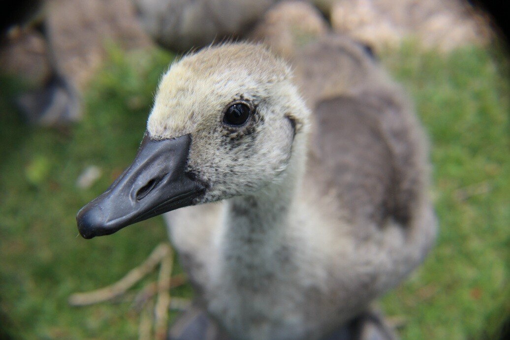 Gosling up close