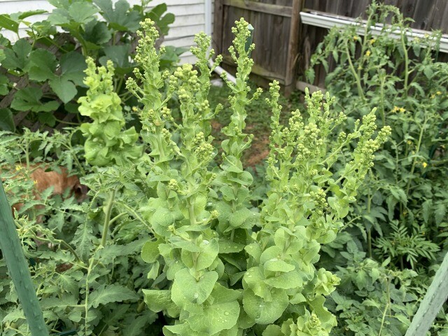 lettuce seeds