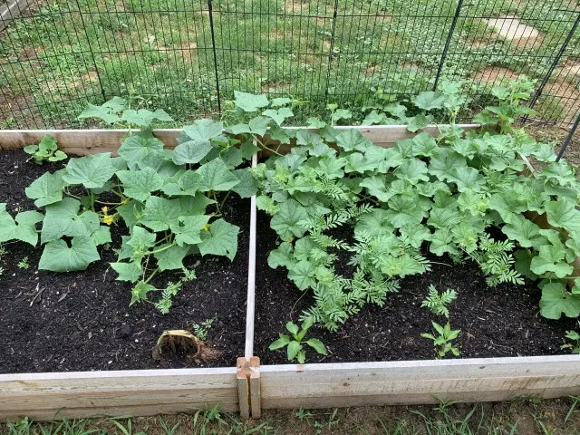 cucumber mostly