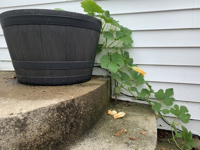 kitchen door squash