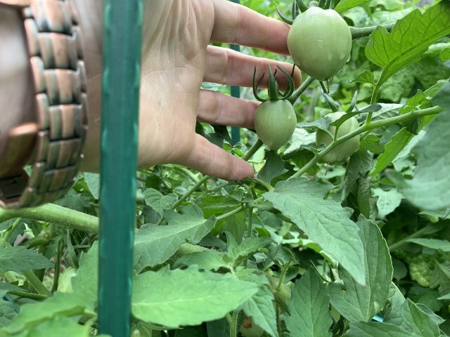 tomato