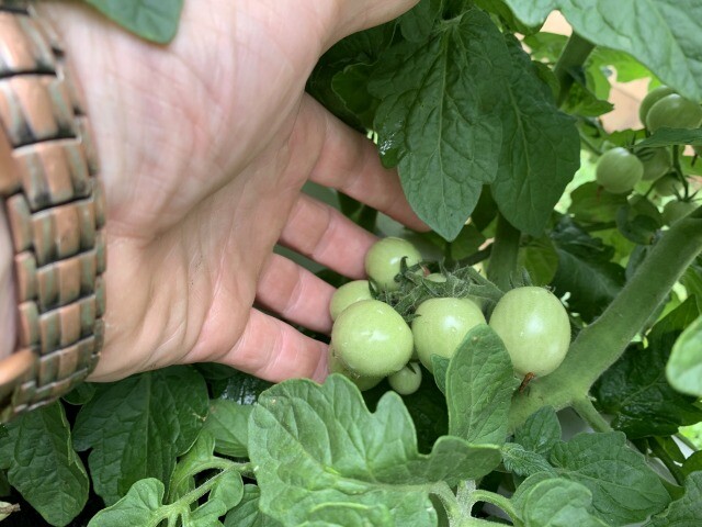 cherry tomato
