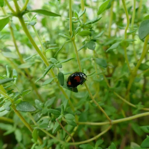 little Devil, Two-spotted lady beetle