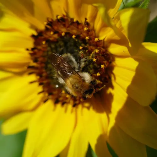 bumble bee on sun flower