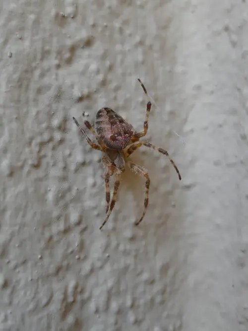 Araneus