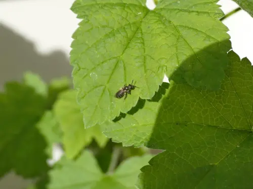 wild bee
