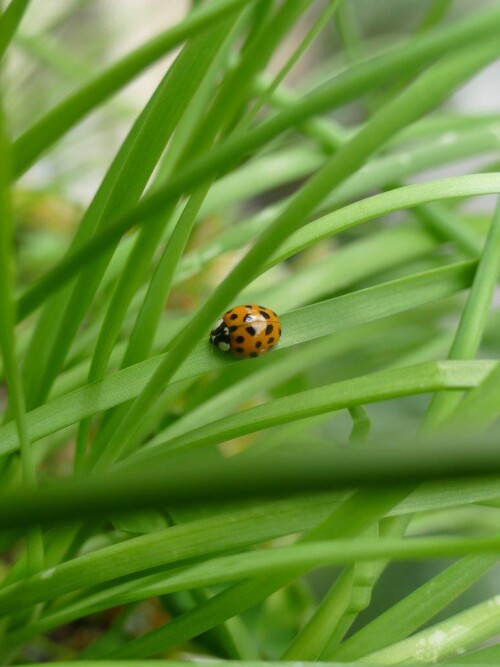 Coccinella