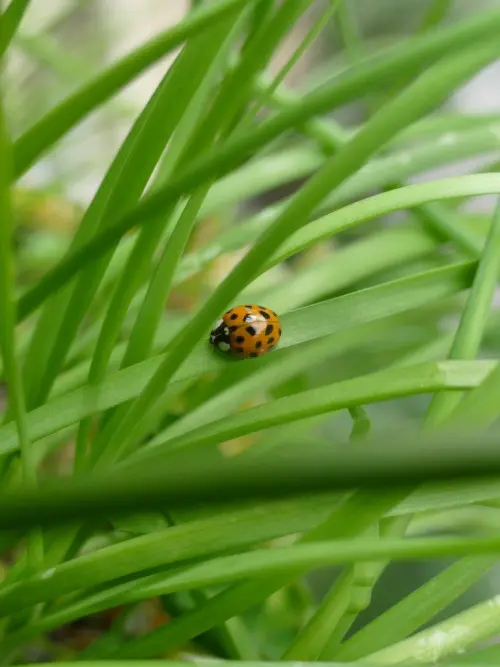 Coccinella