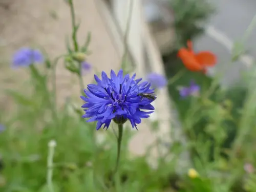 wild bee