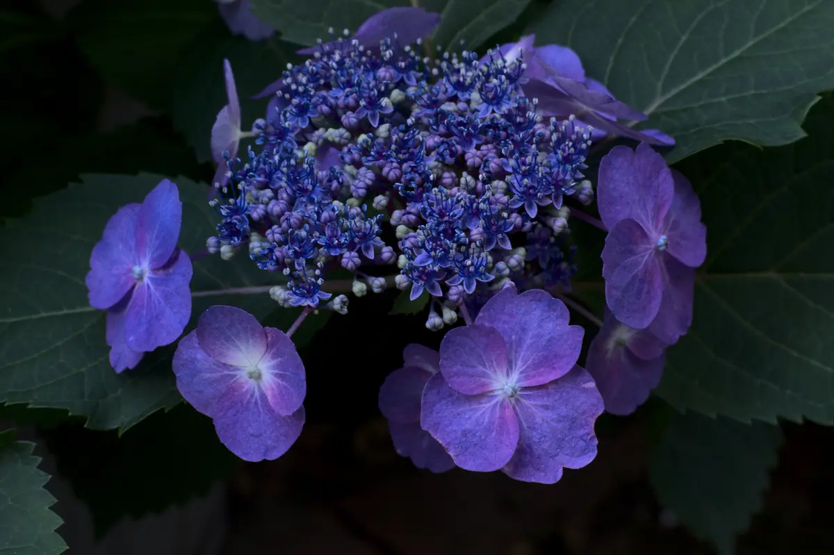 c4df162015e81df578a3bb357619668b5bc91e84e5f19466a2d6462ad1ddd7f2.jpg