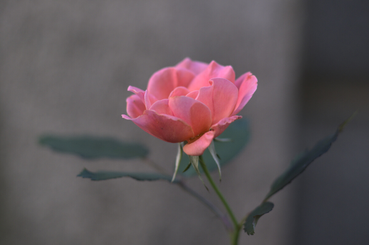 99d91dd268f70c72dee97ddbd3dc3338bed9caa2533c4d93fd87313facc5d775.jpg