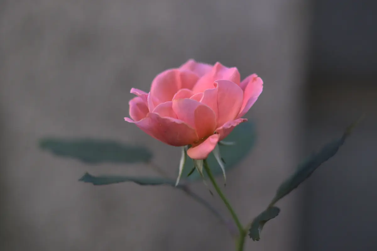 99d91dd268f70c72dee97ddbd3dc3338bed9caa2533c4d93fd87313facc5d775.jpg