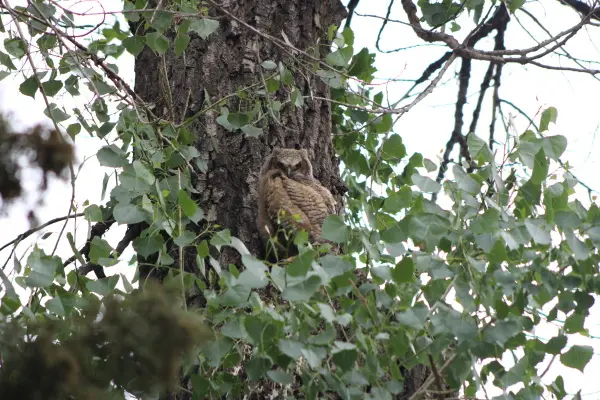 Baby owl