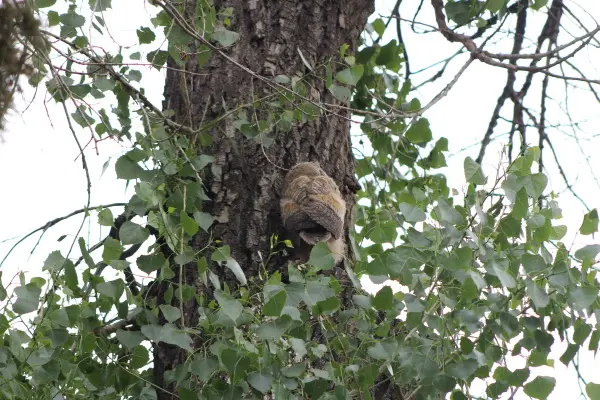 baby owl back