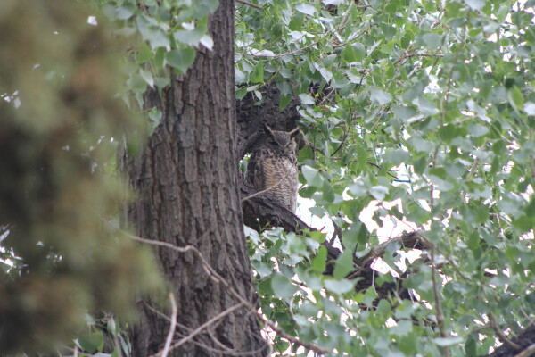 Adult owl