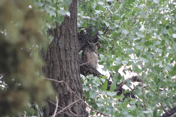 Adult owl