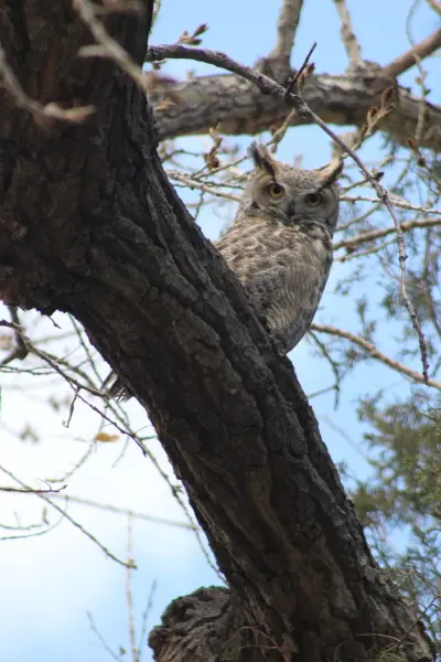 Adult owl 2