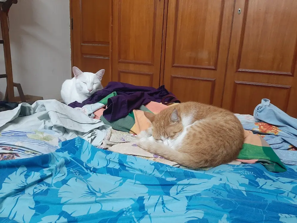 pet, cat, lifestyle, caturday