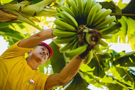 Picking Bananas