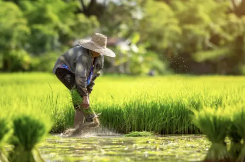 Unbanked farmer