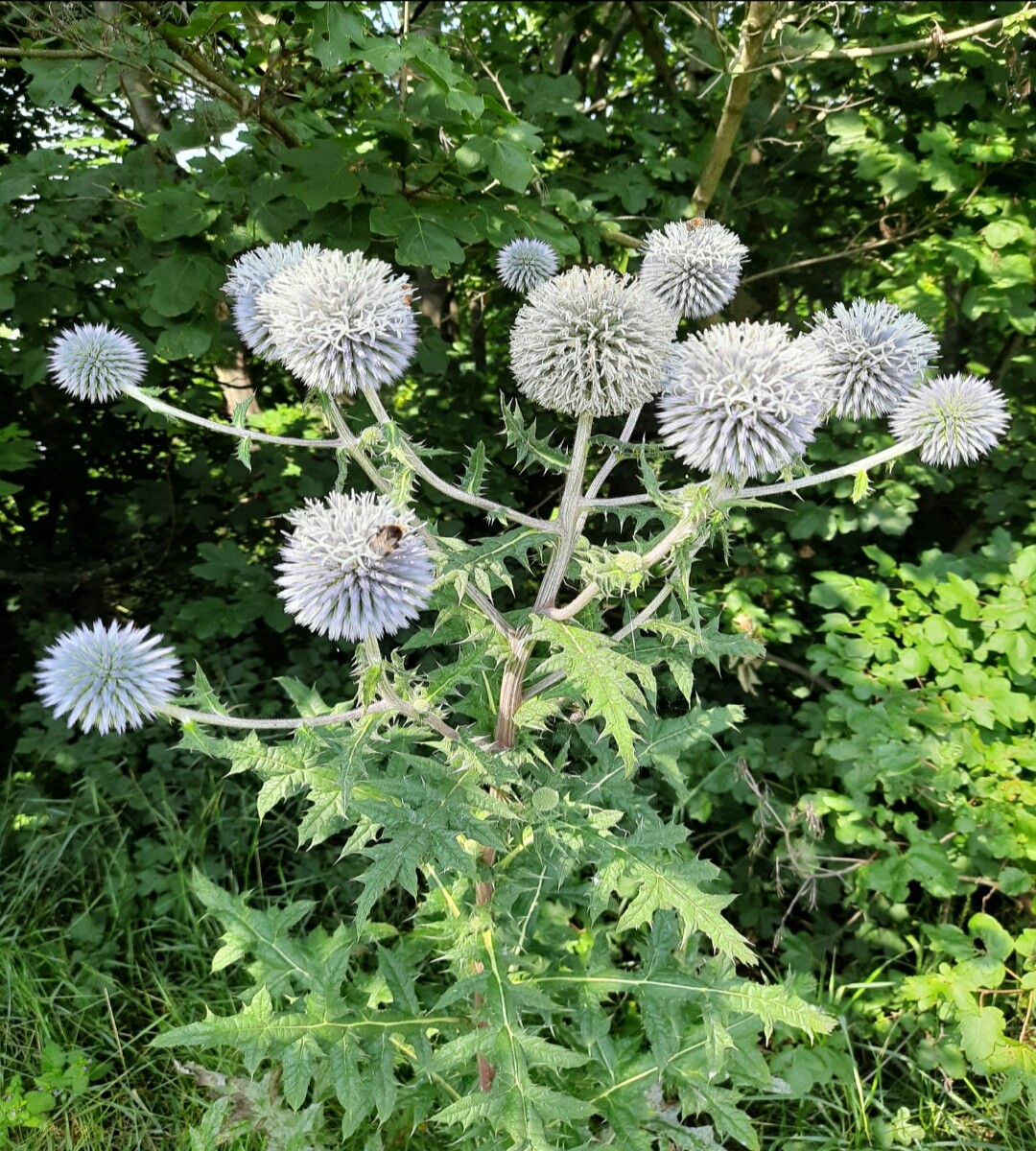 A thistle, not sure which one. The species name of thistles is Echinops which translates into hedgehod-like π