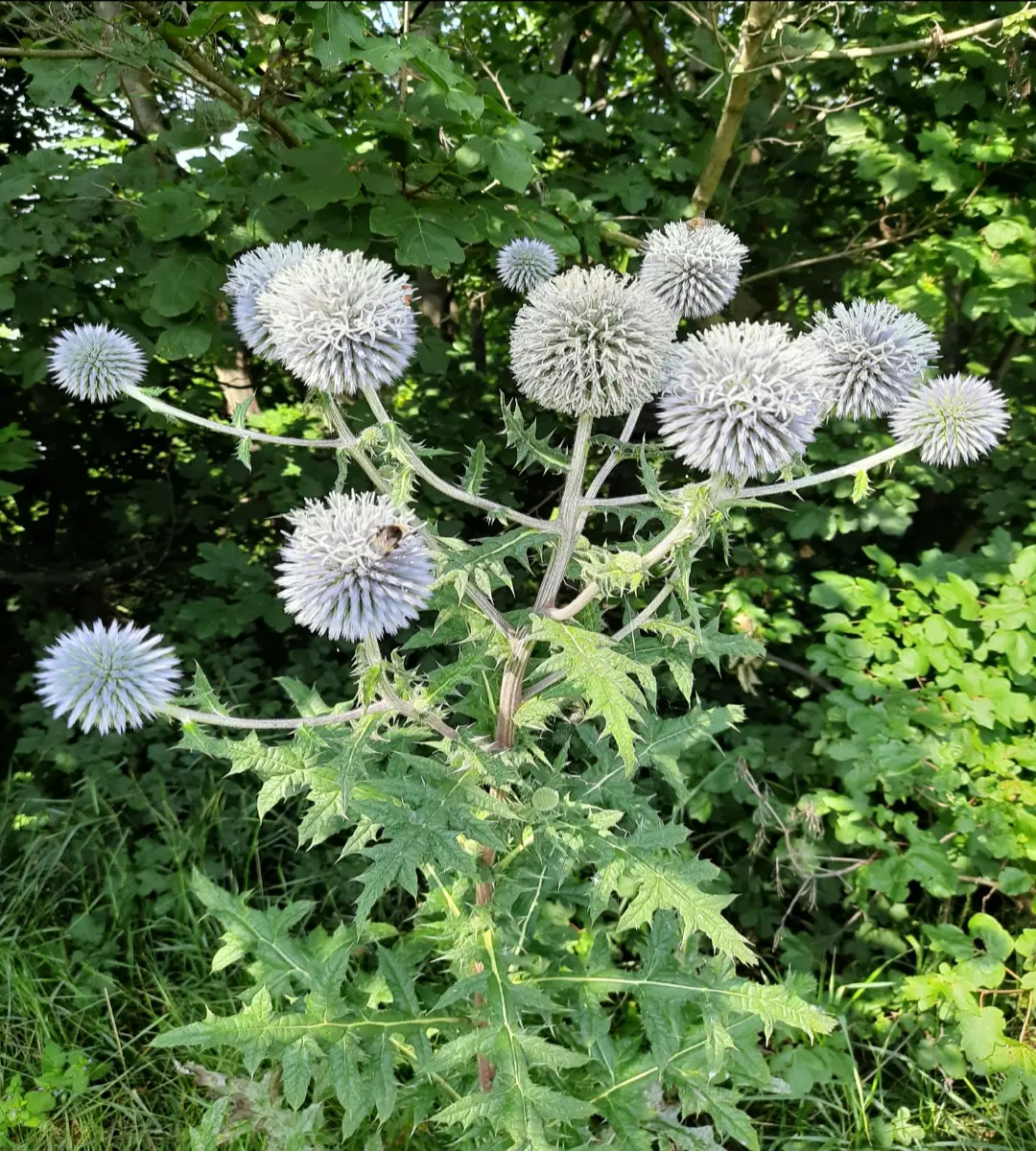 A thistle, not sure which one. The species name of thistles is Echinops which translates into hedgehod-like 😁