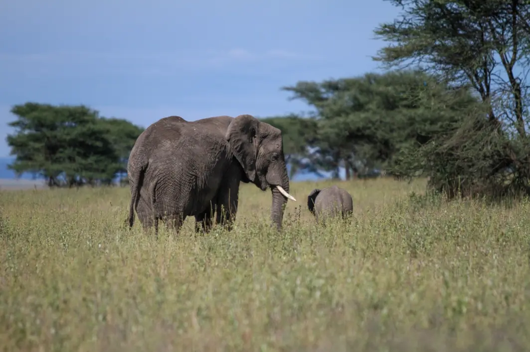 Elephants