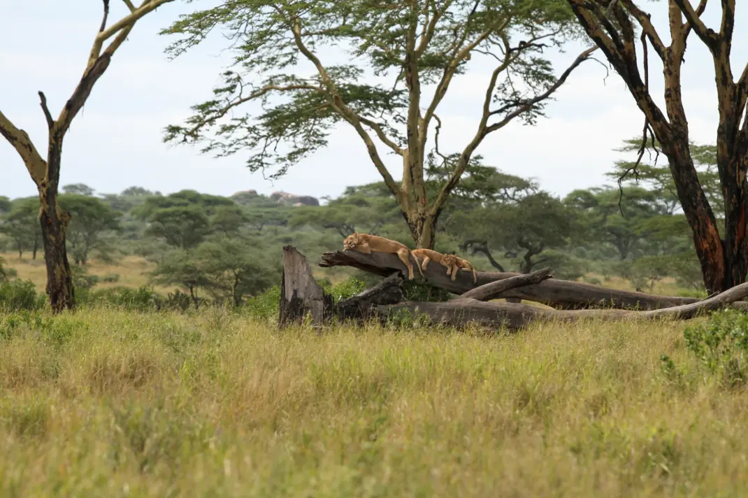 Hakuna Matata