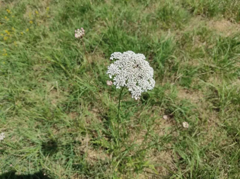 9d3e696f0f04fcf2680f169a4fdc98ab40f440955d4d50fec342140110858eea.jpg