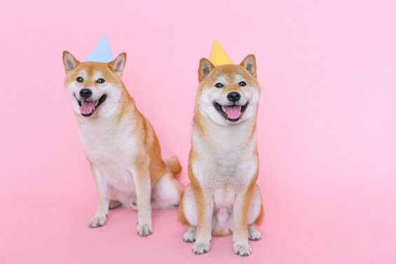 Woof!