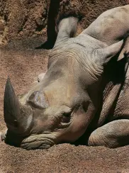 Bored Rhino