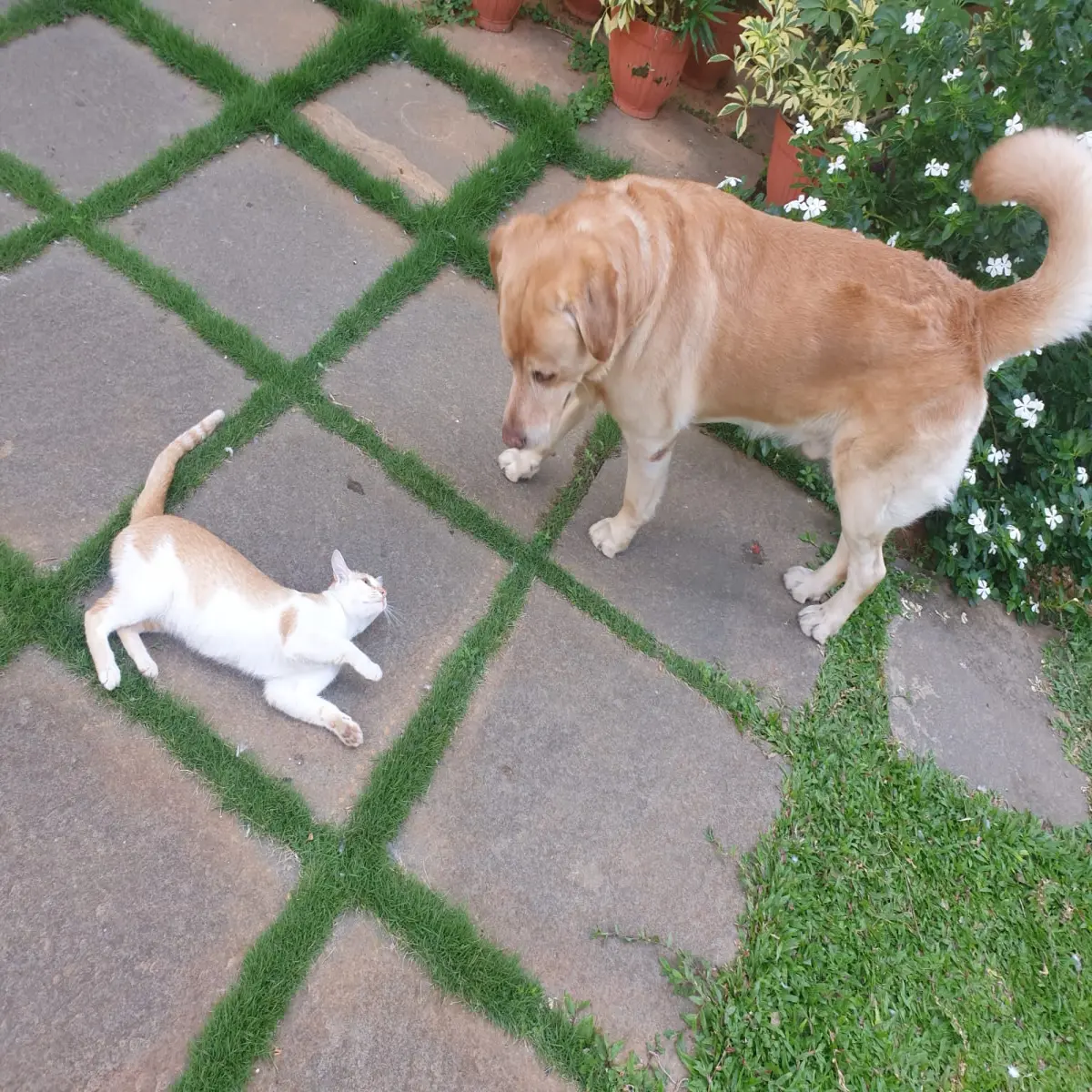 pets, life, dogs, love, relationship