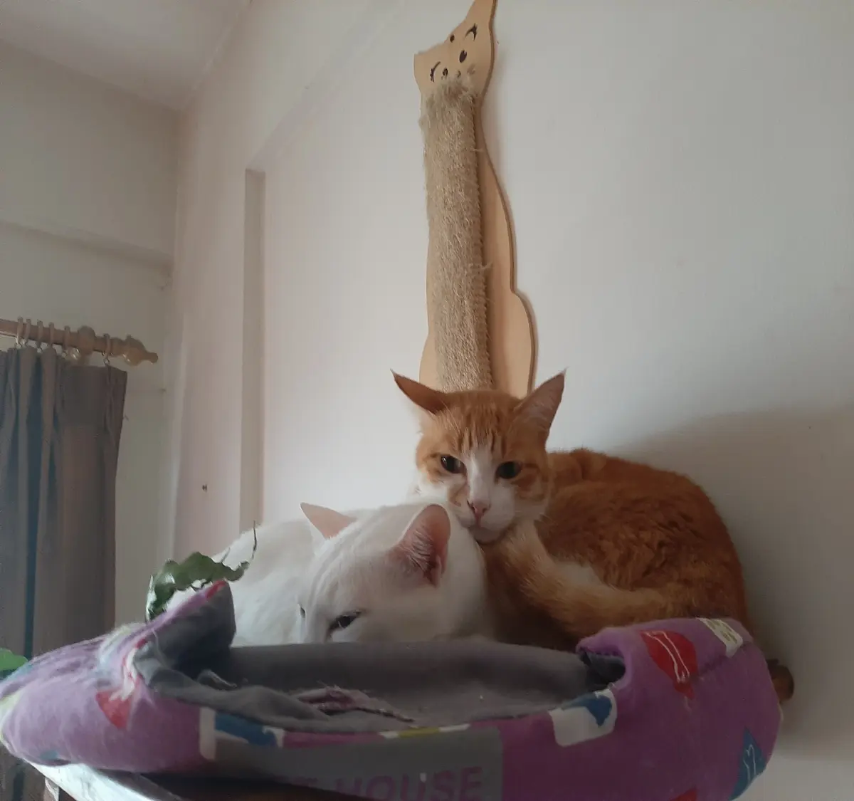pet, cat, caturday, photography, life