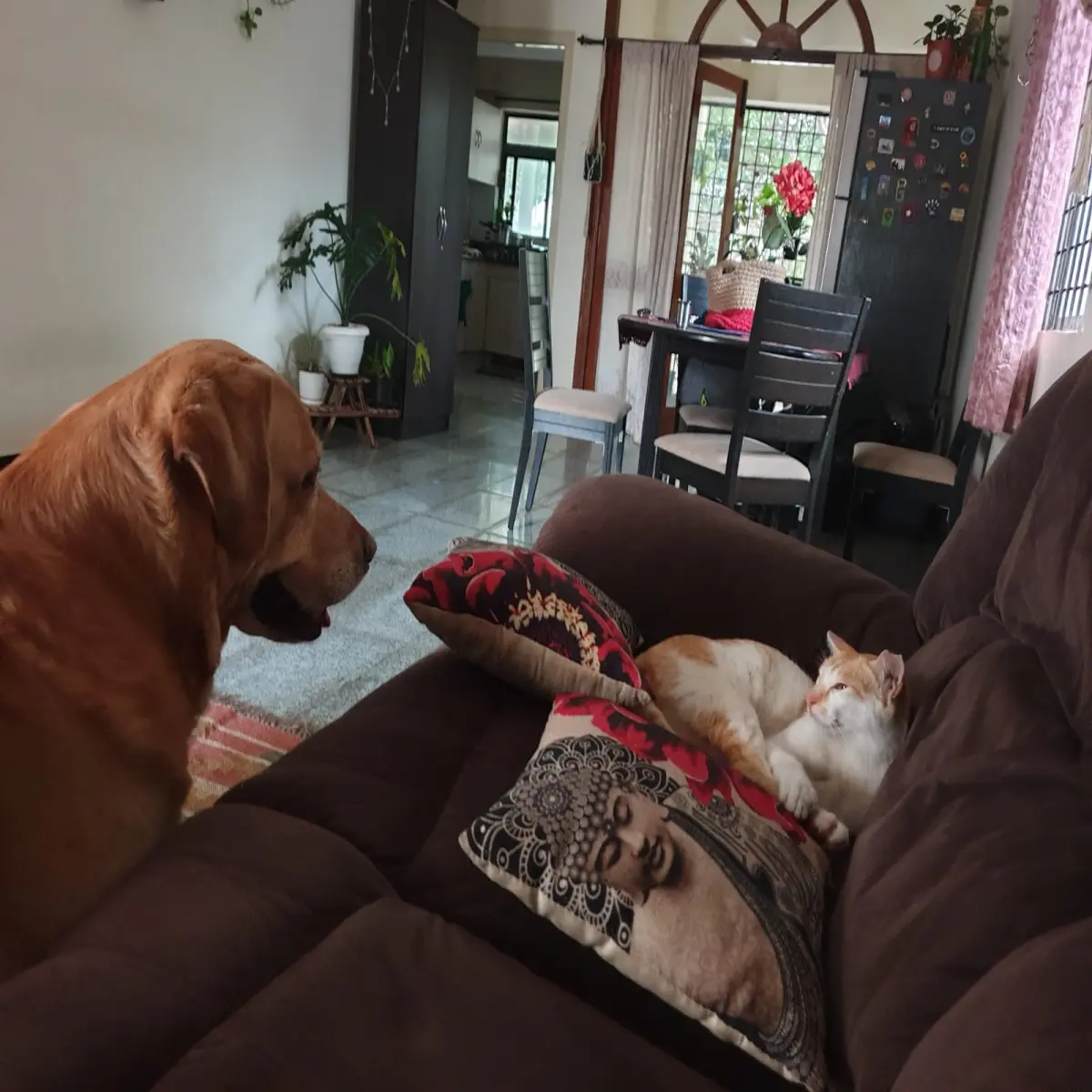 cat, pets, photography, dogs, life