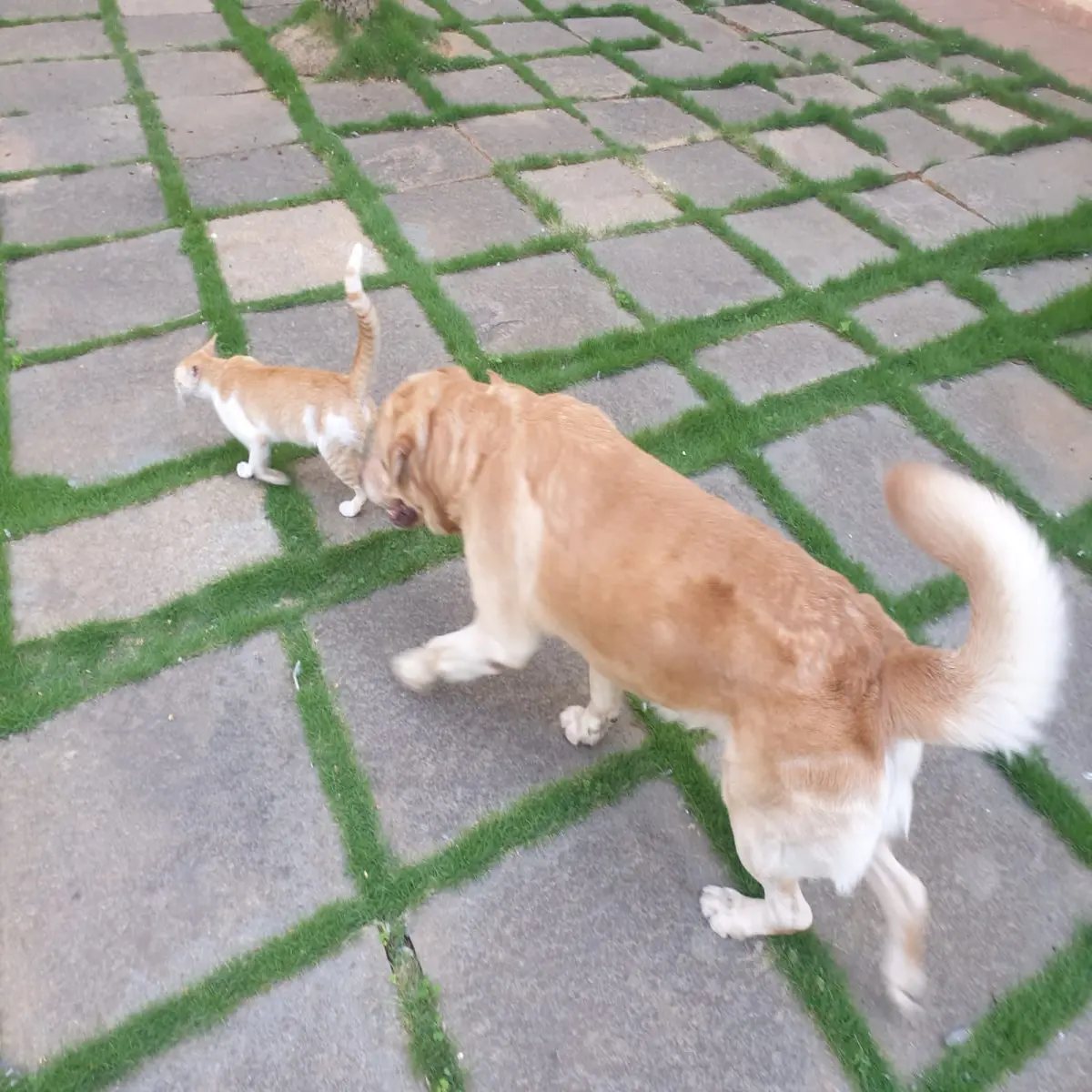 pets, dogs, cats, life, photography