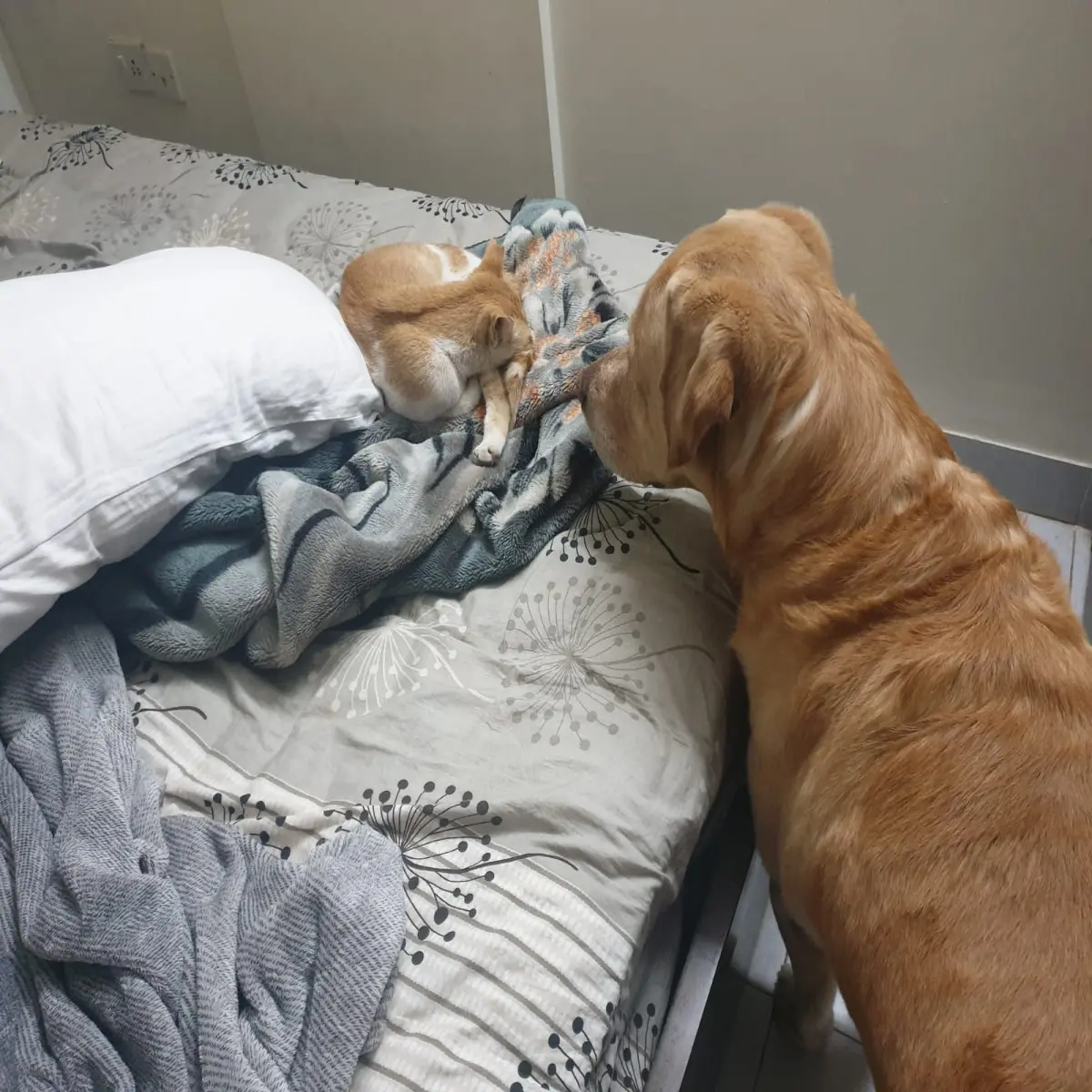 pets, dogs, cats, life, photography, love