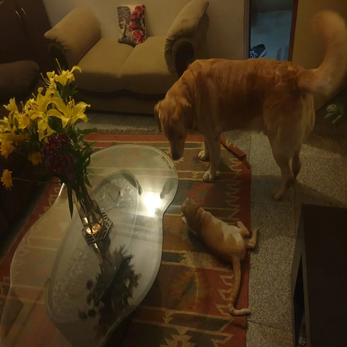 pets, dogs, cats, life, photography, love