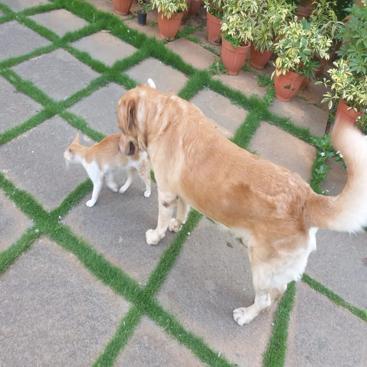pets, dogs, cats, life, photography, love