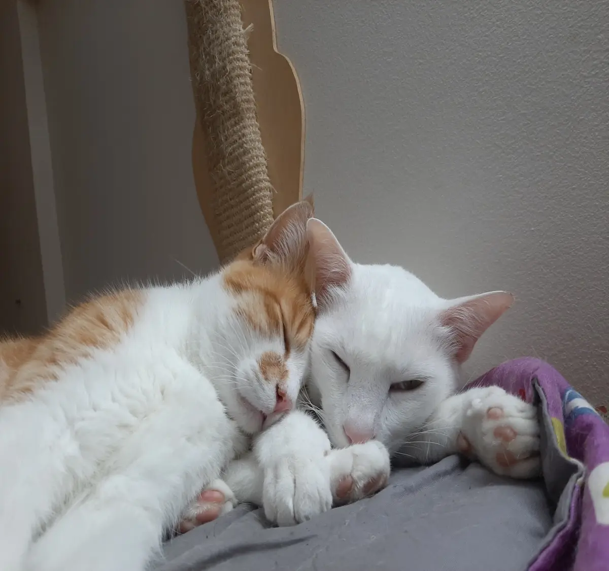 pet, cat, caturday, photography, life