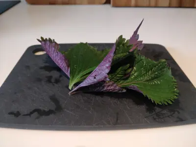 shiso