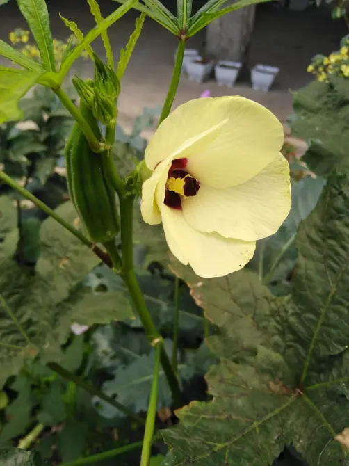 After All These Years, I Just Realized What My Favorite Flower Is!!!