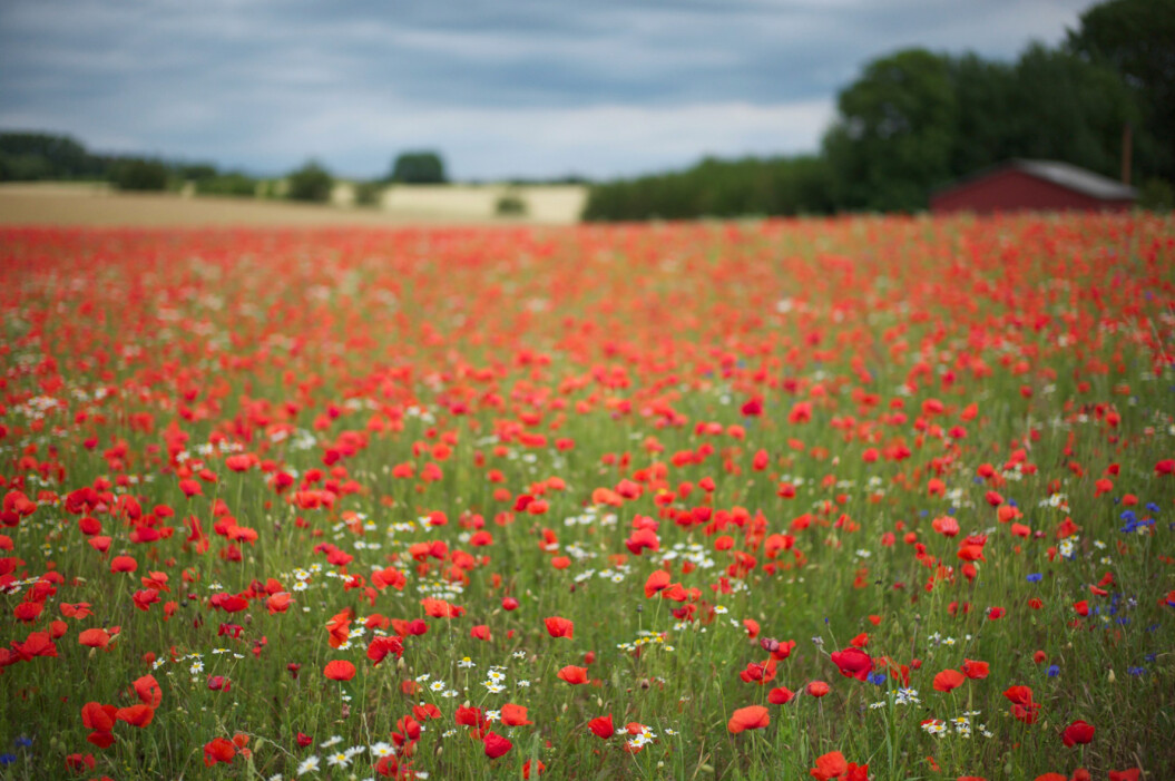 Flower farm in Copenhagen
