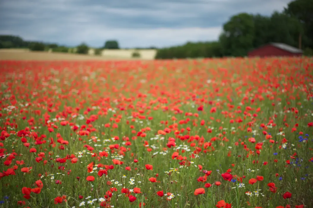 Flower farm in Copenhagen