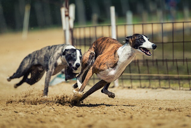 Race