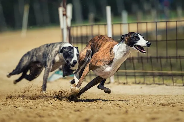 Race