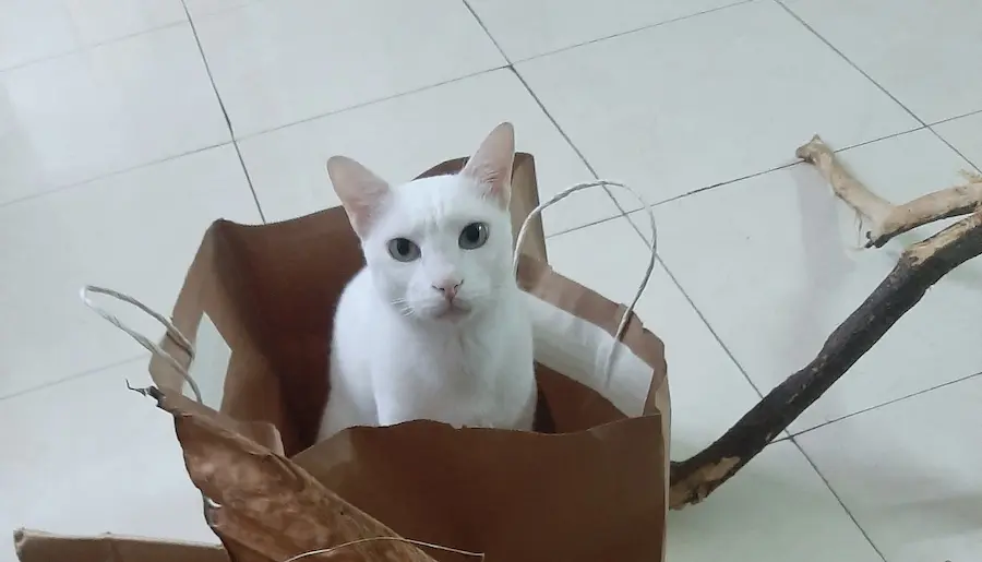 cat, pet, mochu