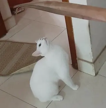 cat, pet, lifestyle